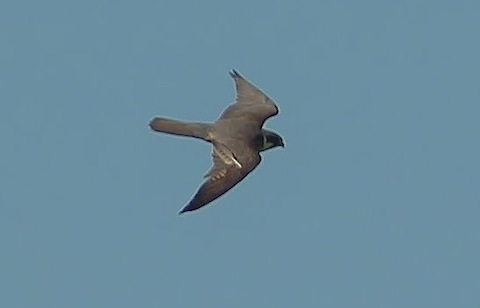 Hobby pictured at Thursley.