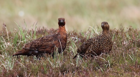 Male and female red grouse.