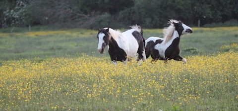 Horses in a field that is now full of buttercups in flower.
