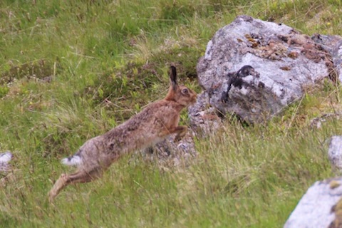Mountain hare in Findhorn Valley.