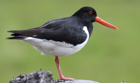 Oystercatcher with its bright orange, carrot-like bill.