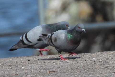 Rock doves – origional decendants of our feral town pigeon.