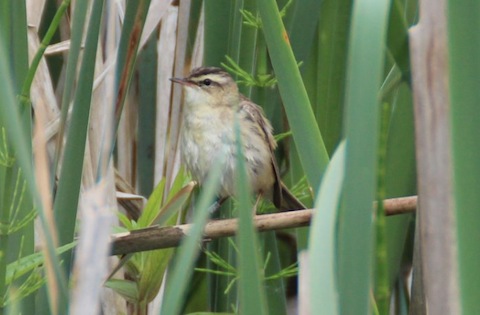 Sedge warbler showing well from the boardwalk at the Stoke nature reserve.