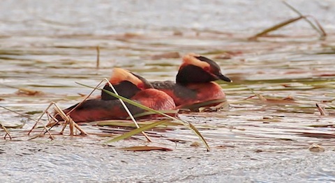 Slavonian grebes in summer plumage.