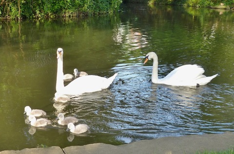 Swans near Guildford town centre with seven cygnets.