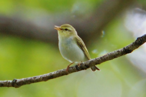 A wood warbler sings in its woodland retreat.