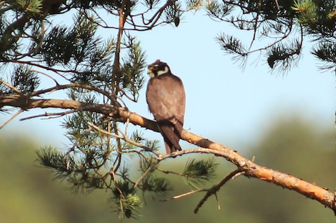 A hobby perched in a tree near to 'pine island'.