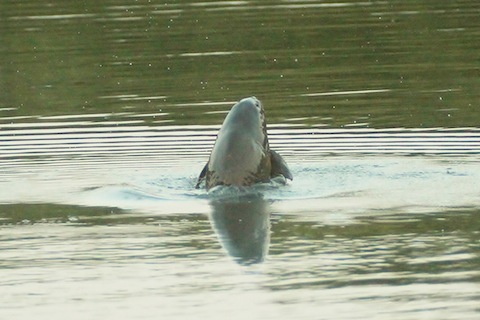 A lucky shot of a large carp as it rises out of the water at Stoke Lake.