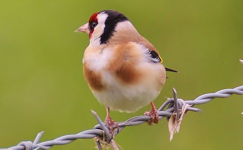 A rather pleasing picture of a goldfinch.