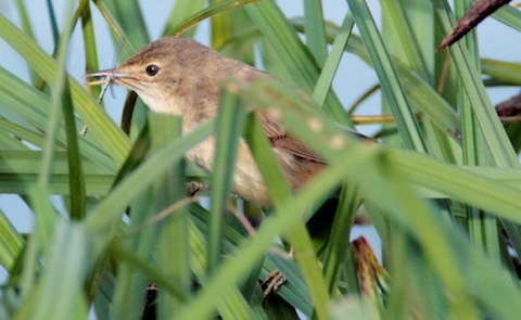 A reed warbler collecting food allows me another photo opportunity.