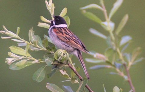 A warm welcome back from a reed bunting at Riverside Nature `reserve.