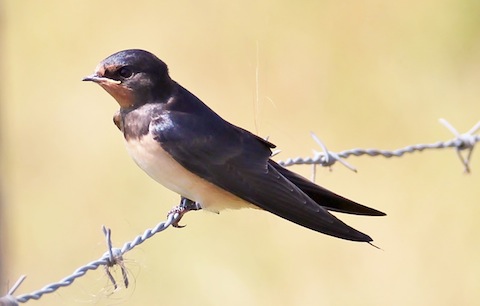 Adult swallow at Farlington.
