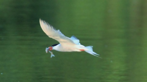 Adult common tern with a fish.