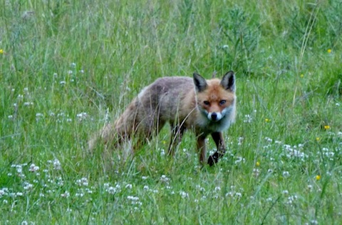 An opportunist fox arrives near the lakeside.