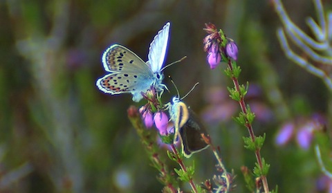 Common blue butterfly.