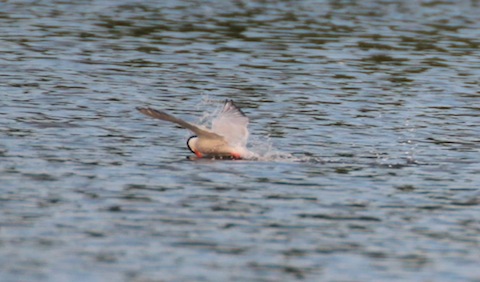 Common tern takes another plunge into Stoke Lake in hope of catching a fish.