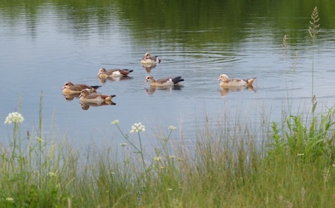 Egyptian geese have been a regular sight in recent days at Stoke Lake.