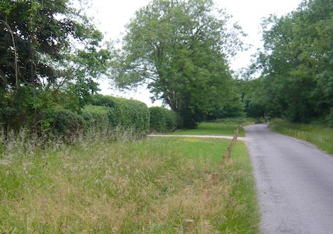 The verge in Green Lane showing the natural state in the foreground and a mown verge beyond.