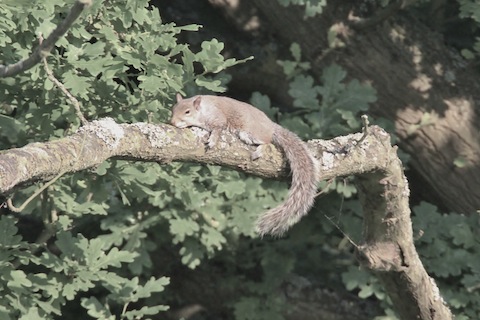 Grey squirrel exhusted from the heat.