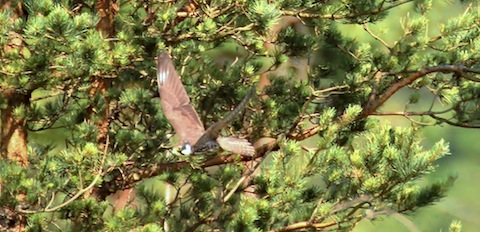 Hobby take flight from its perch in a pine tree.