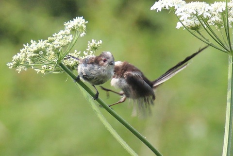 Long tailed tits.