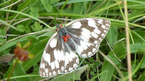 Lots of Marbled white butterflies at Noar Hill too - this one affected by a red parasite common to the species.