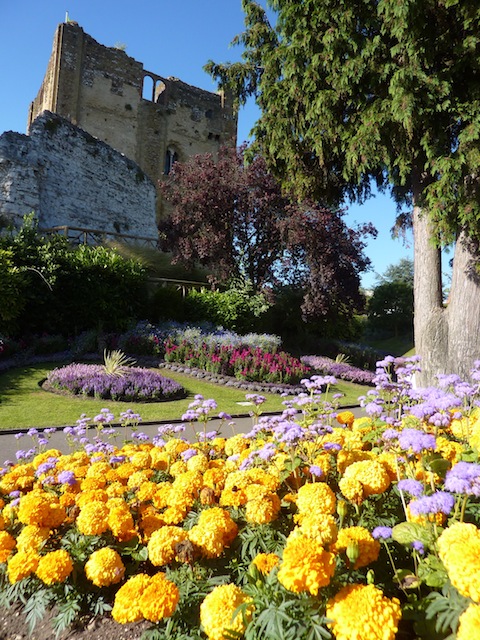 Yellow marigolds in the late afternoon sun in the Castle Grounds.