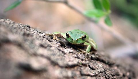 A frog poses for Dan and his camera!