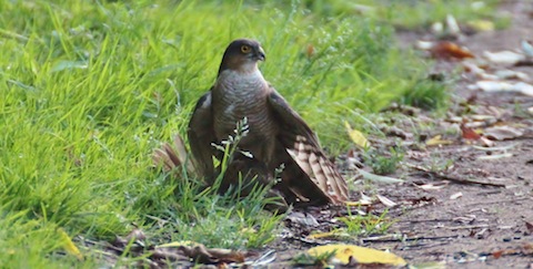 Sparrowhawk with its prey.