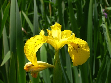 Ayellow flag iris - Photo Fungus Guy Wikimedia