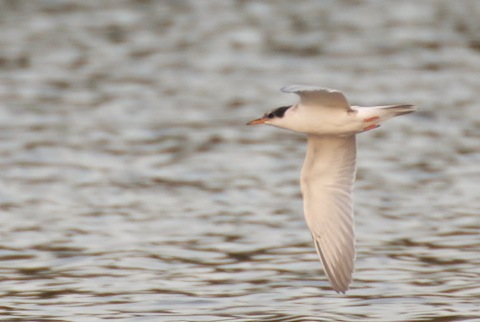 Young common tern goes on tour around Stoke Lake.