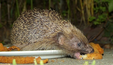 A hedgehog arrives and helps itself to a few morsels left out for the cat!