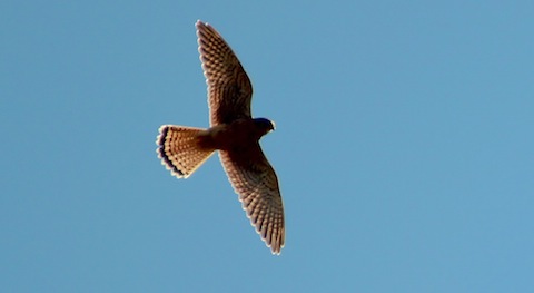 A kestrel silhouetted in the sunlight on Thursley Common.