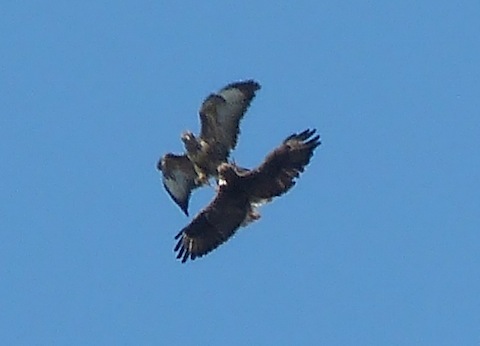 Two buzzards play-fight high in the sky over Guildford.