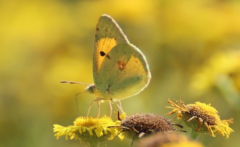 Clouded yellow.