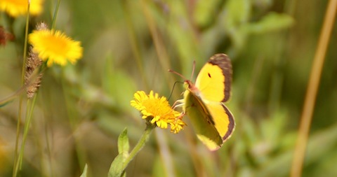 A clouded yellow - one of several at Pulborough Brooks.
