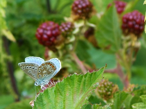Common blue butterfly on brambles with blackberries now ripening.