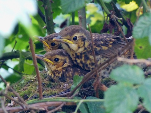 Family of young song thrush almost ready to fledge at Pulborough Brooks.