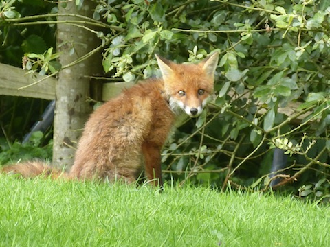 Fox cub at Shamley Green.