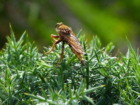 Hornet robberfly.
