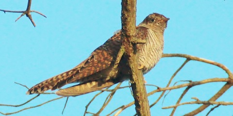 Juvenile cuckoo.