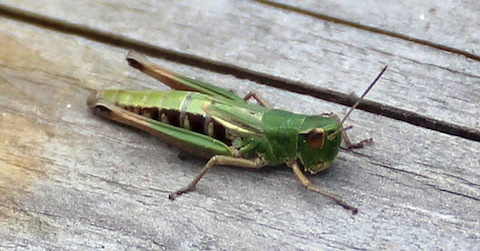 Grasshopper on boardwalk at Thursley-Common.