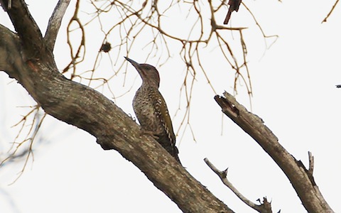 Juvenile green woodpecker spooked by something.