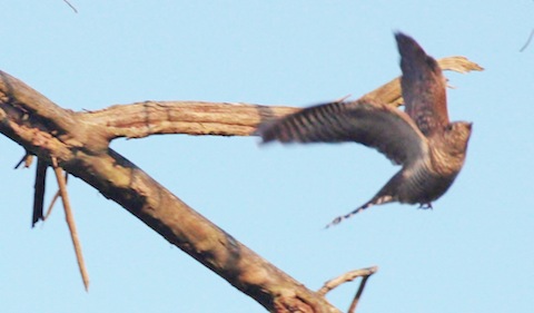 Juvenile cuckoo in flight – a similar shape and colour as the kestrel.