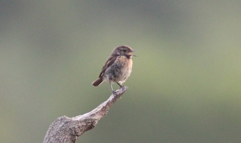 One of a family of stonechats on Thursley Common.