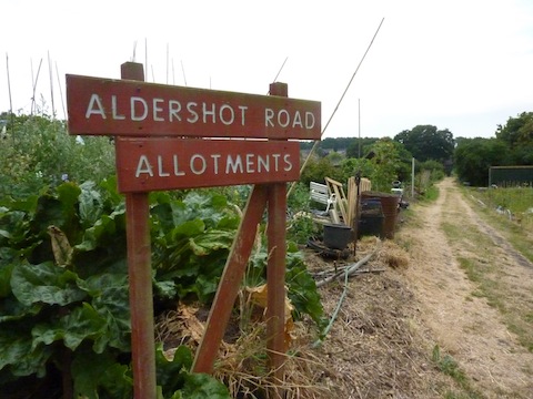 The Aldershot Road allotments at Westborough.