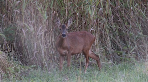 Roe deer near Shamley Green.