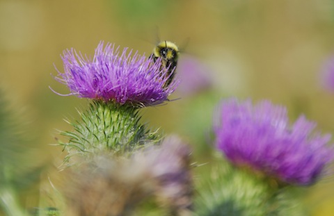 Wild thistles attracting bees at Clandon Wood. Picture by Dani Maimone.