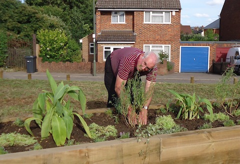 Brian Holt plants up the raised bed on the patch of open space in Northway, Guildford.