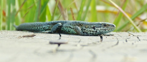 A green-morph common lizard on a boardwalk at Thursley.